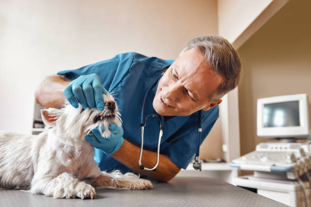 Best Emergency Dentist for Special Needs Patients in West Carthage, NY